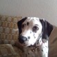 LAILA Buscando con qúién jugar